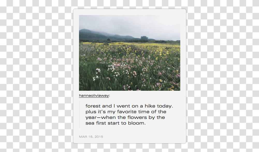Urban Outfitters Tumblr Reblog Field, Grassland, Outdoors, Nature, Plant Transparent Png