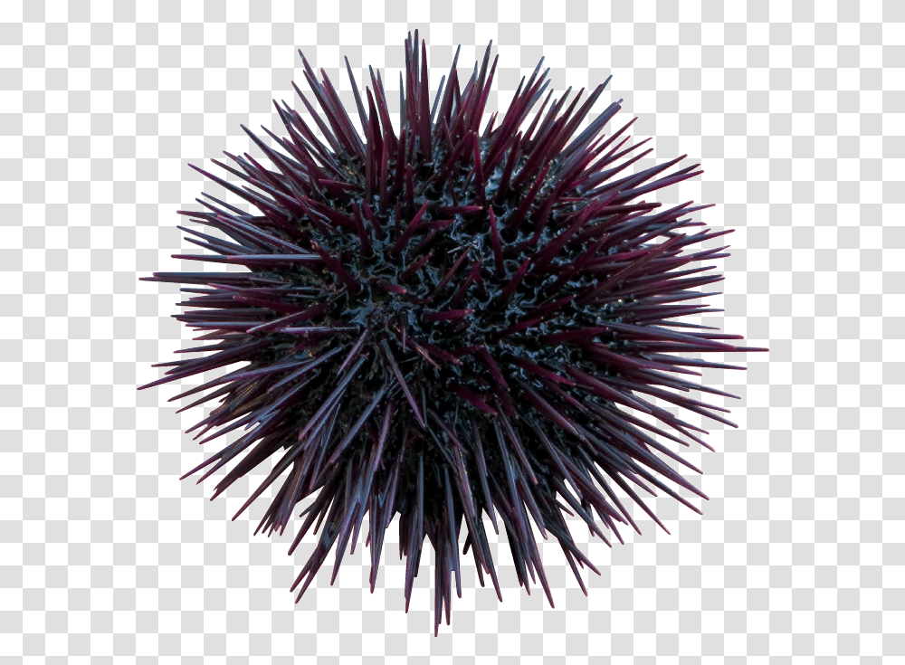 Urchin Seaurchin Sealife Terrieasterly Sea Urchin Background, Sea Life, Animal Transparent Png