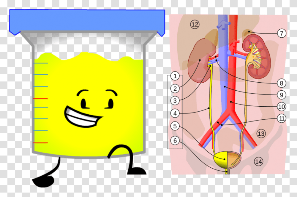 Urinary System Label, Plot, Diagram, Number Transparent Png