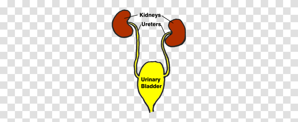 Urinary Tract Infection, Label, Life Buoy, Sticker Transparent Png