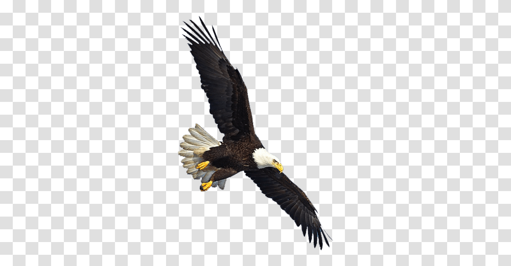 Us Eagle Flying Eagle Flying Background, Bird, Animal, Bald Eagle Transparent Png