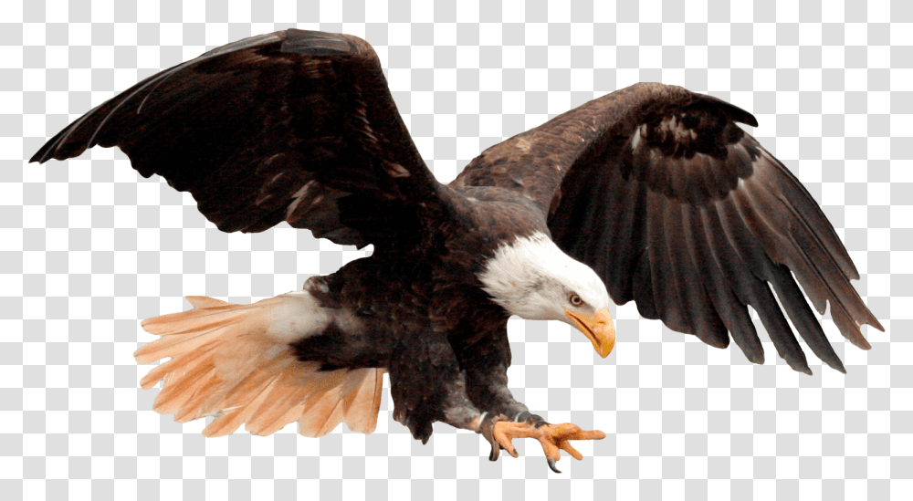 Usa Eagle, Bird, Animal, Bald Eagle, Beak Transparent Png