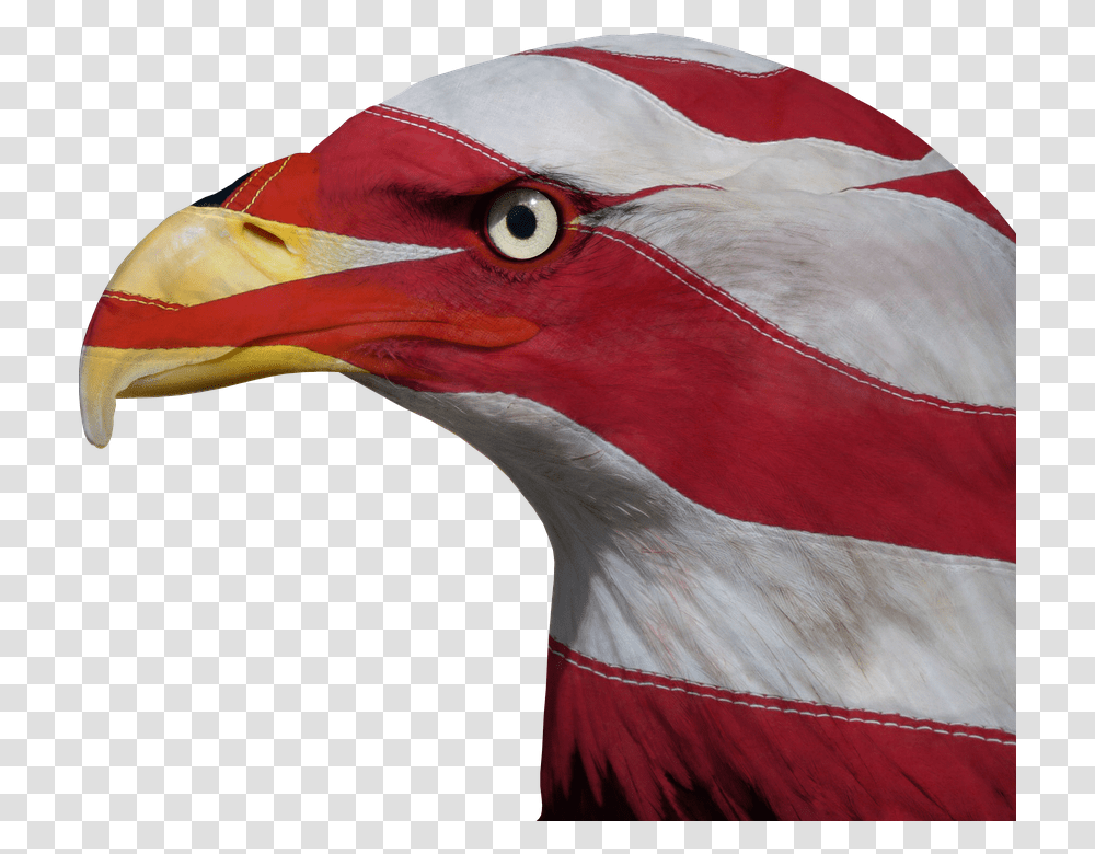 Usa United States Freedom Bald Eagle Patriotic, Beak, Bird, Animal, Waterfowl Transparent Png