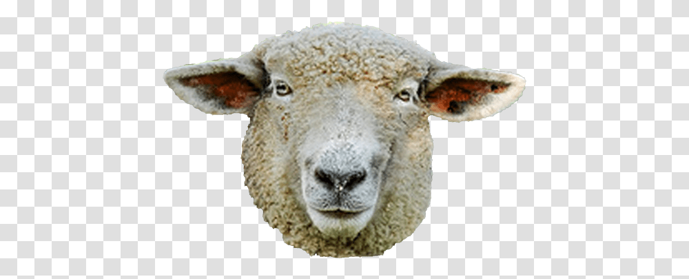 Use These Sheep Vector Clipart Sheep Face No Background, Mammal, Animal Transparent Png