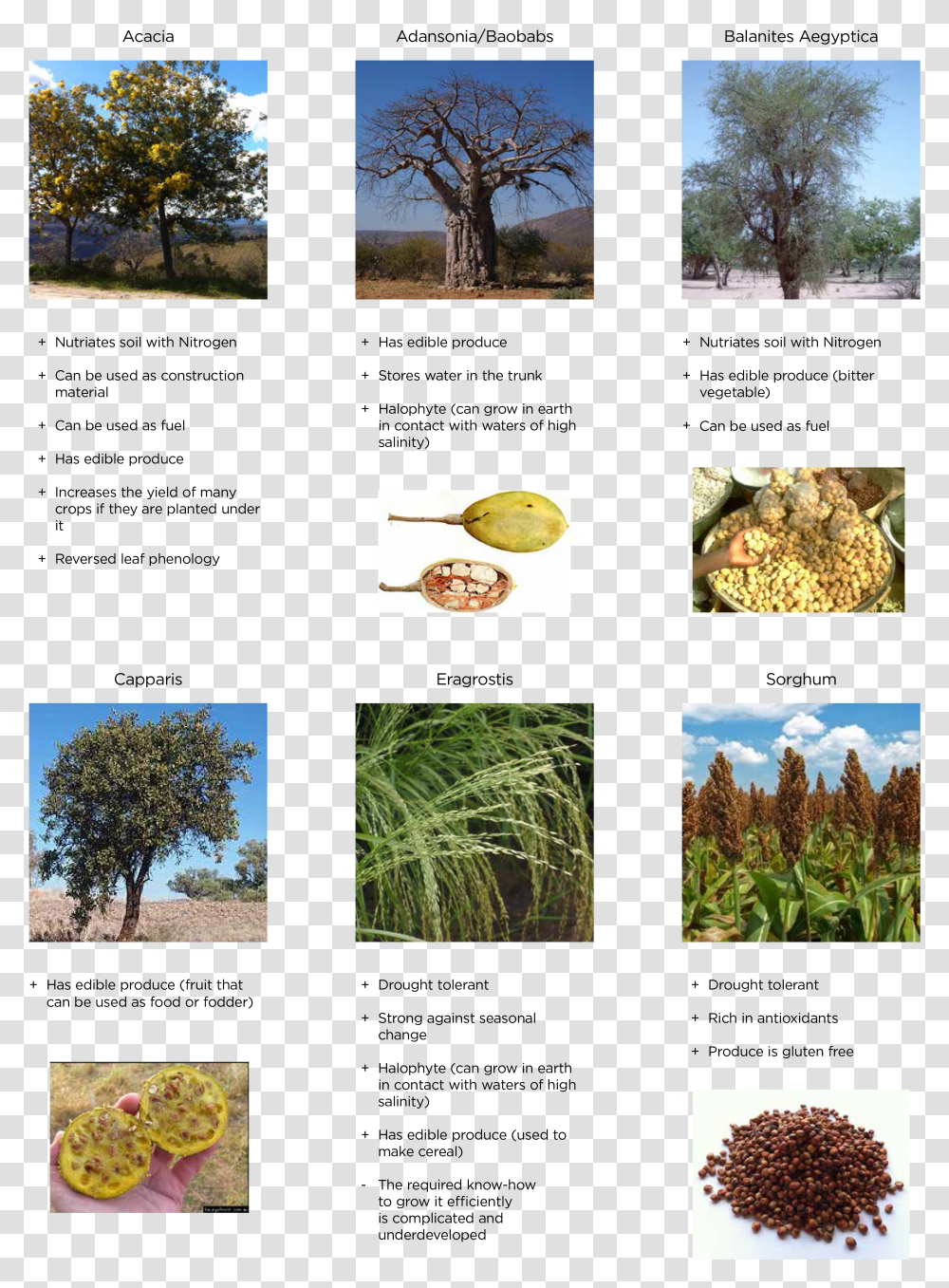 Useful Plants For Environment Transparent Png