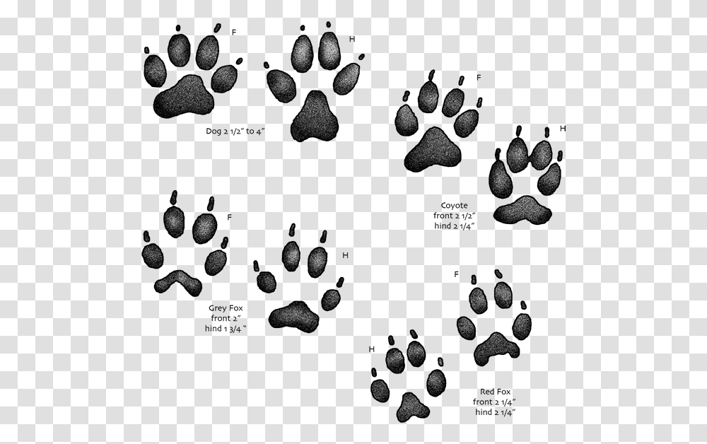 Usgs Kids Animal Tracks, Plant, Footprint, Food, Seed Transparent Png