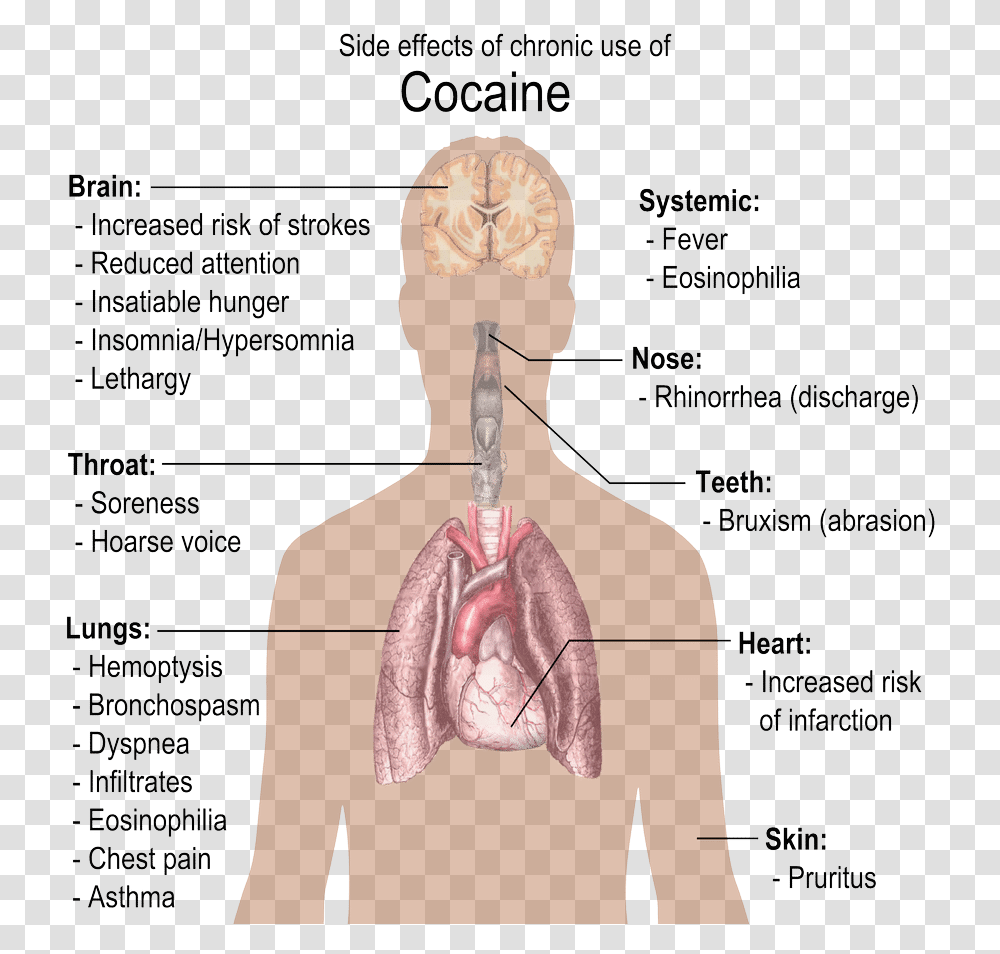 Using Clinical Hypnotherapy To Combat Narcotic And Do Drugs Affect The Body, Diagram, Plot, Flyer, Poster Transparent Png