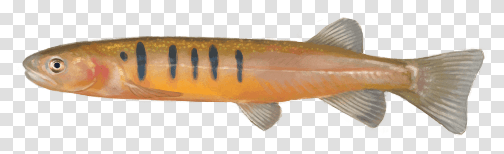 Using Edna To Detect This Species Lunge, Fish, Animal, Coho Transparent Png