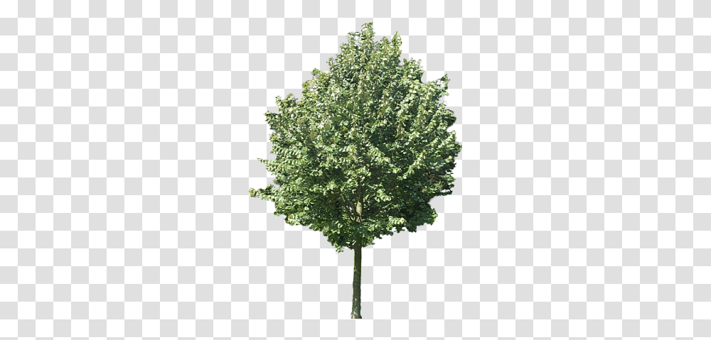 Using Plane Textures For Trees People Etc In Still Tree Texture Oak, Plant, Maple, Sycamore Transparent Png