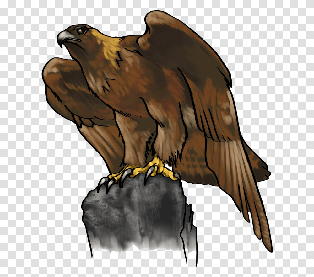 Usm Golden Eagle Clipart Clip Art Golden Eagle, Vulture, Bird, Animal, Kite Bird Transparent Png