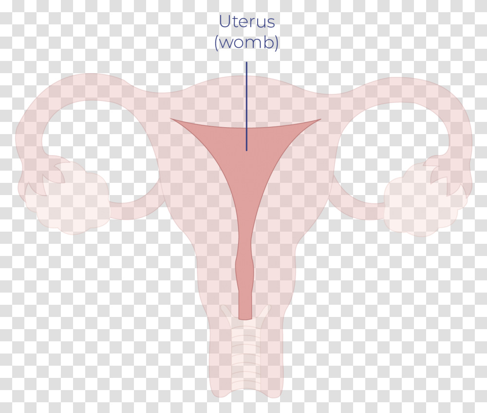 Uterine Cancer Illustration, Hip, Hand Transparent Png