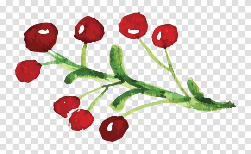 Uumc, Plant, Fruit, Food, Cherry Transparent Png