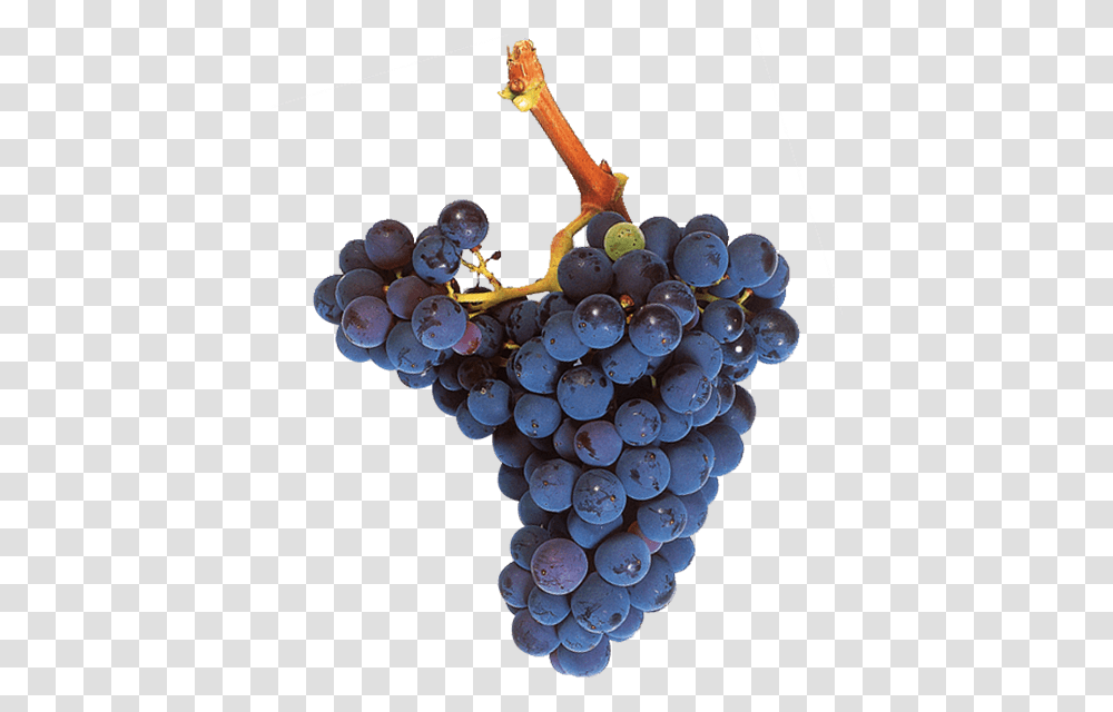Uva Garnacha Tinta Mazuelo Grape, Plant, Grapes, Fruit, Food Transparent Png