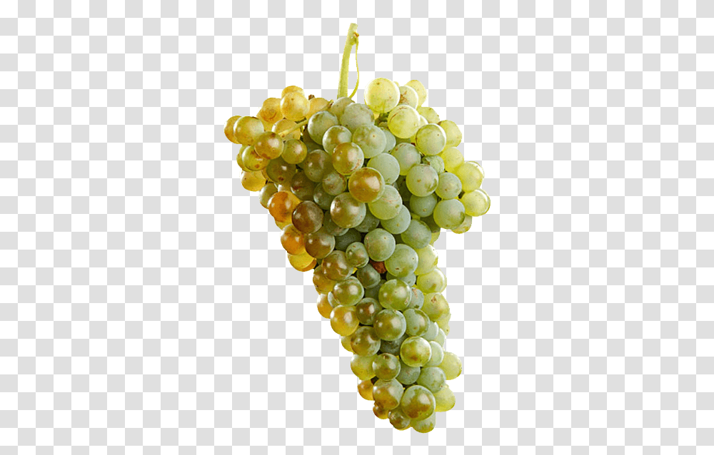 Uva Macabeo Macabeo Grape, Plant, Grapes, Fruit, Food Transparent Png