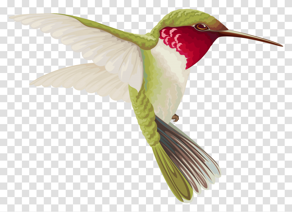 V Background Hummingbird Clip Art, Animal, Flying, Finch, Bee Eater Transparent Png