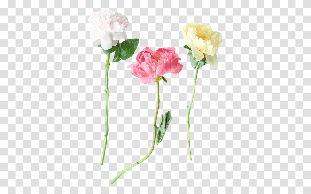V Diy Wedding, Plant, Flower, Blossom, Rose Transparent Png