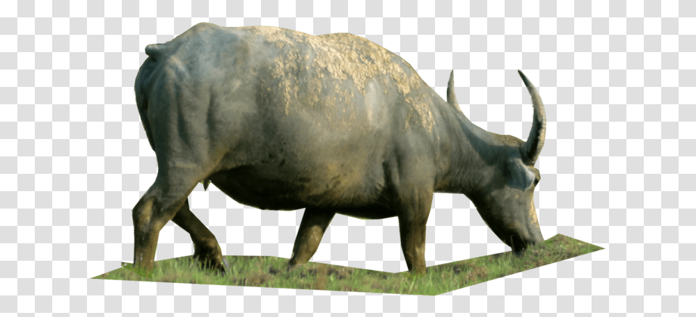 V Domestic Water Buffalo, Mammal, Animal, Bull, Wildlife Transparent Png