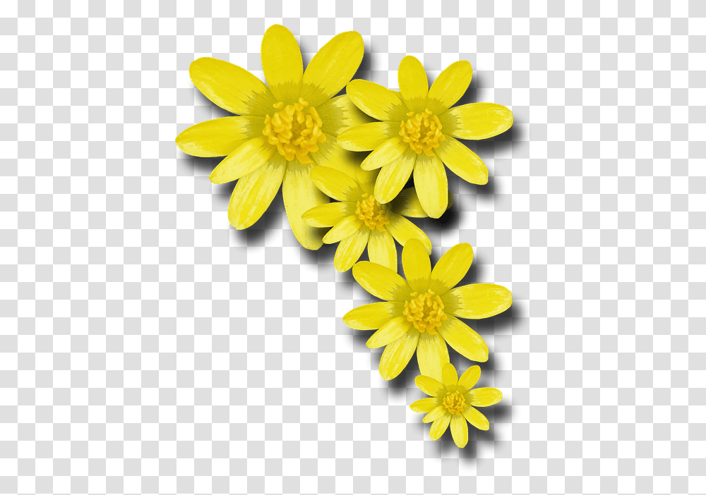 V Yellow Spring Flower, Plant, Pollen, Blossom, Asteraceae Transparent Png