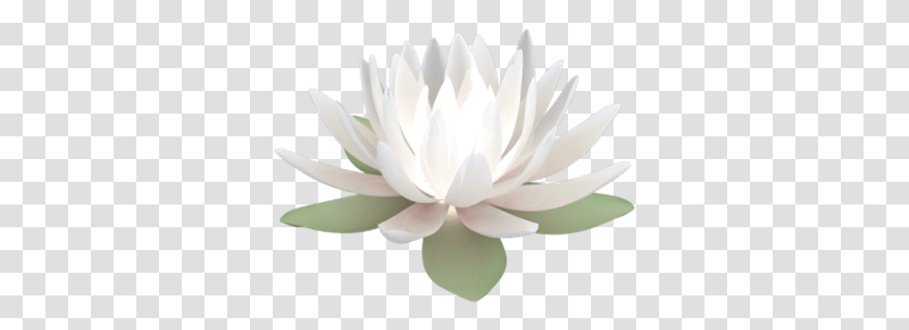 V06 Photo Lotus 49 Background White Lotus, Plant, Lily, Flower, Blossom Transparent Png