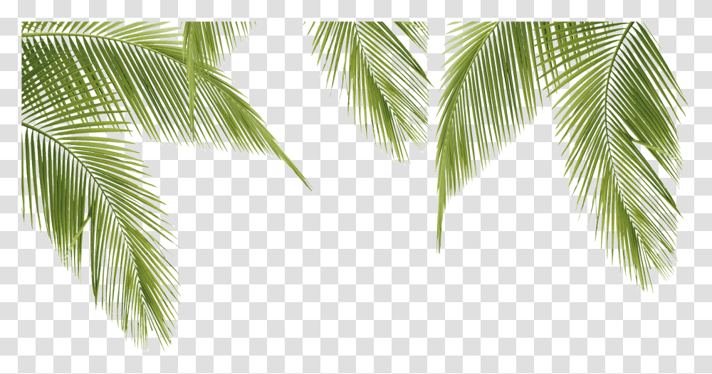 V43 Background Pixel 2400x1200 Cars Palmas, Tree, Plant, Palm Tree, Arecaceae Transparent Png