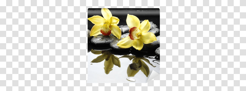 V59 Pictures 400x400 Pixel Orchid On Water Orchids, Banana, Fruit, Plant, Food Transparent Png