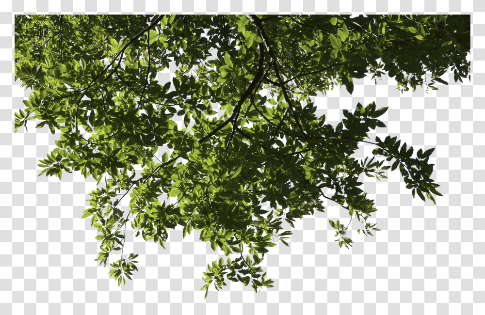 V89 Wallpapers Fabulous Tree Format Tree Branch, Plant, Tree Trunk, Oak, Leaf Transparent Png
