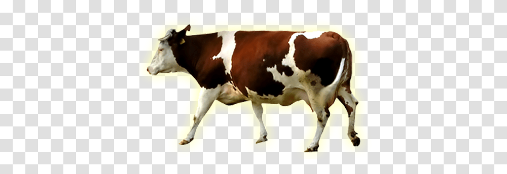 Vaca, Cow, Cattle, Mammal, Animal Transparent Png