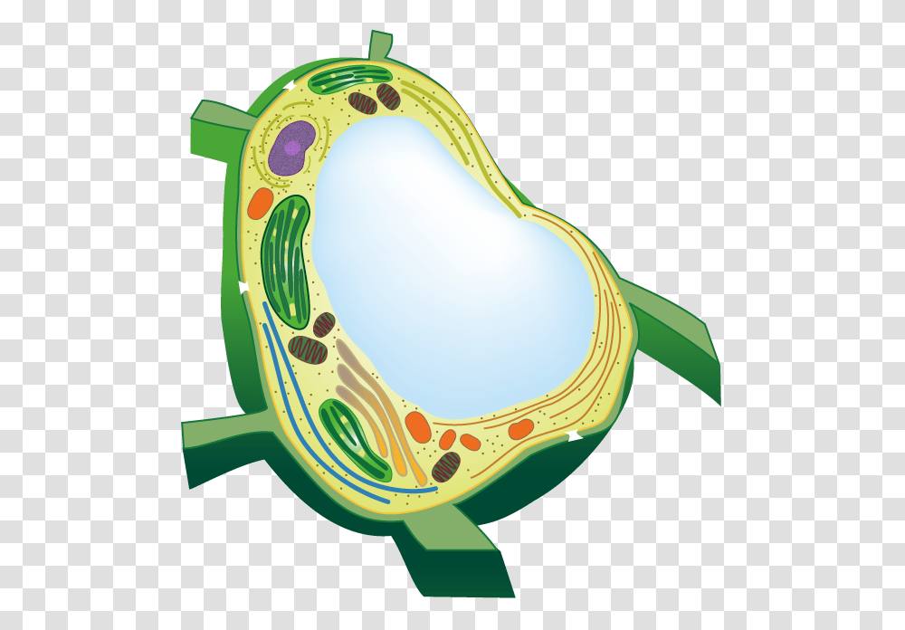 Vacuole Clipart, Outdoors, Plant, Drawing, Tree Transparent Png