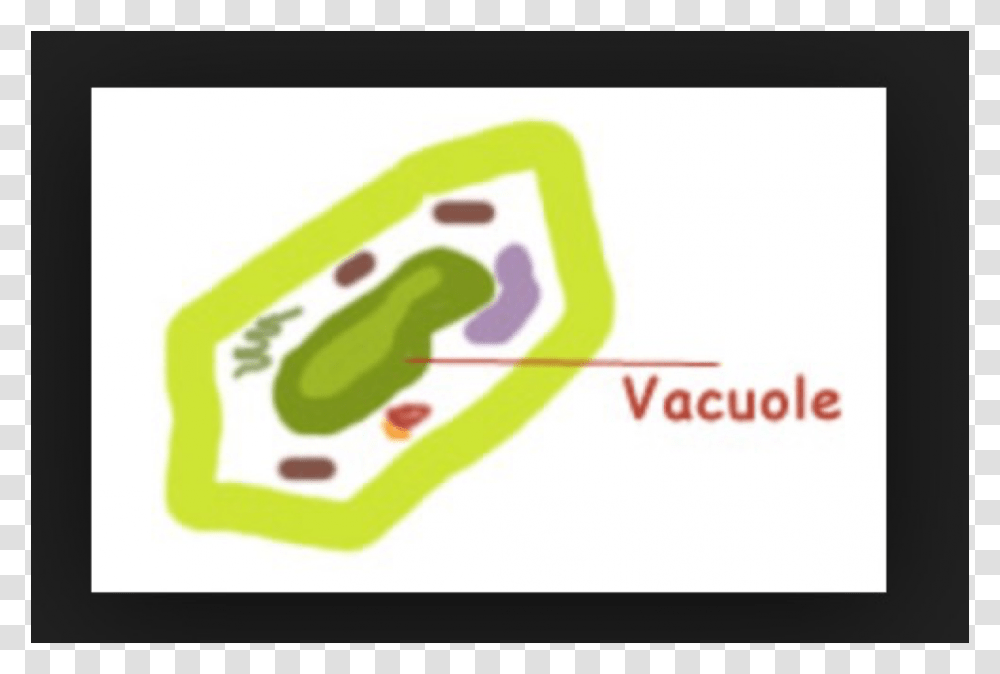 Vacuole In Plant Clipart, Wildlife, Animal, Amphibian, Tadpole Transparent Png