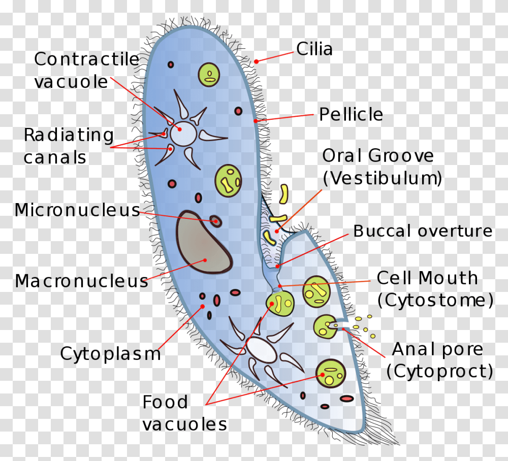 Vacuole Unicellular Organisms, Bird, Animal, Outdoors, Diagram Transparent Png