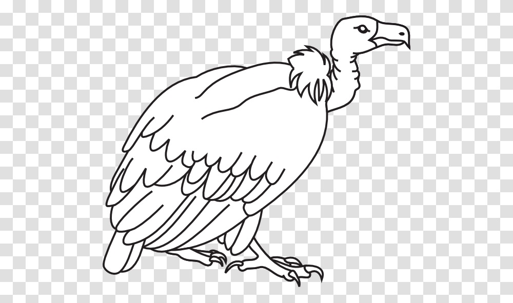 Vacuum Clipart Black And White, Vulture, Bird, Animal, Condor Transparent Png