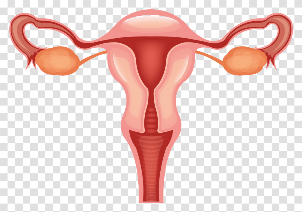 Vagina Clip Svg Free Female Reproductive System Clipart, Hip, Torso Transparent Png