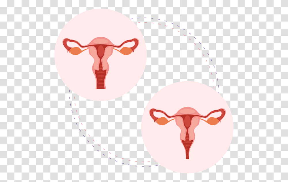Vaginal Laxity Labelled Female Reproductive System Diagram Simple, Hip Transparent Png