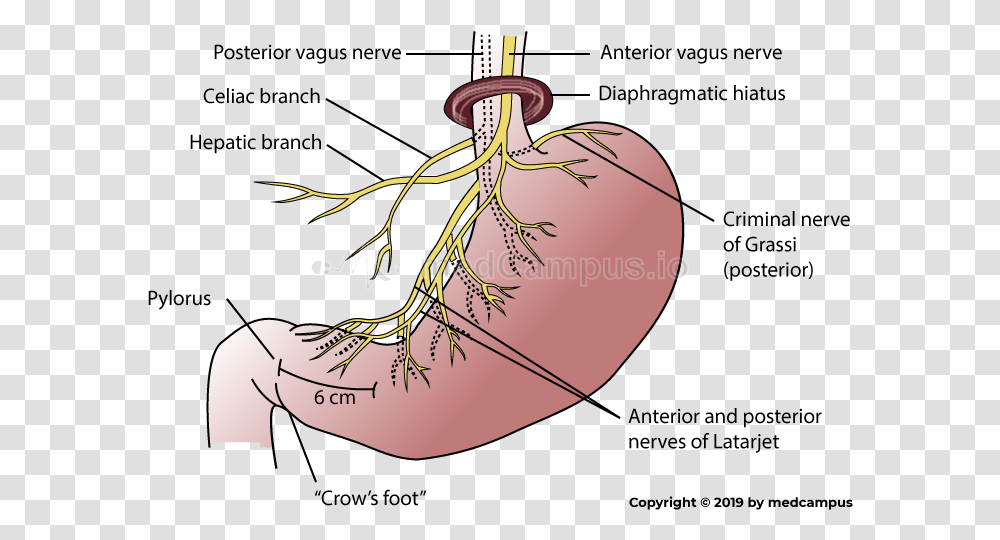 Vagus Nerve Hepatic Branch, Hand, Apparel, Outdoors Transparent Png