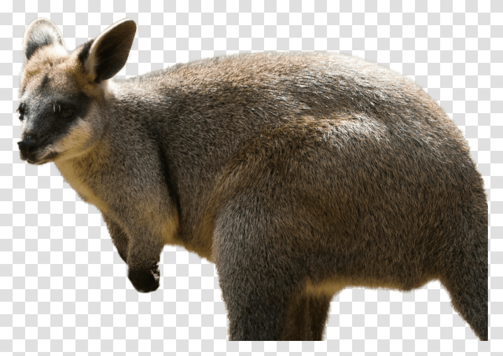 Valabi, Kangaroo, Mammal, Animal, Wallaby Transparent Png