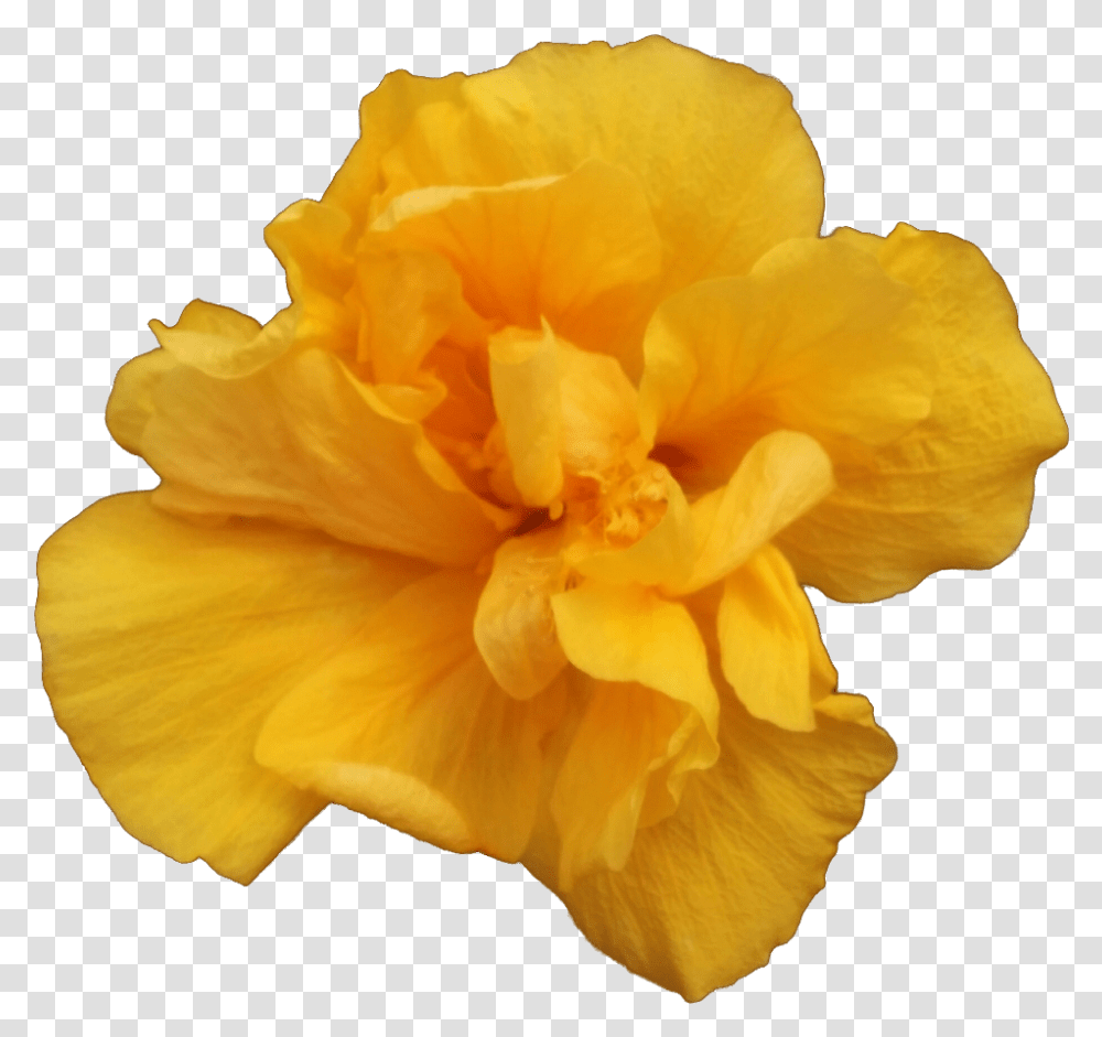 Valencia A Single Yellow Rose 1000x1000 Clipart Yellow Carnation Flowers, Plant, Blossom, Petal, Daffodil Transparent Png