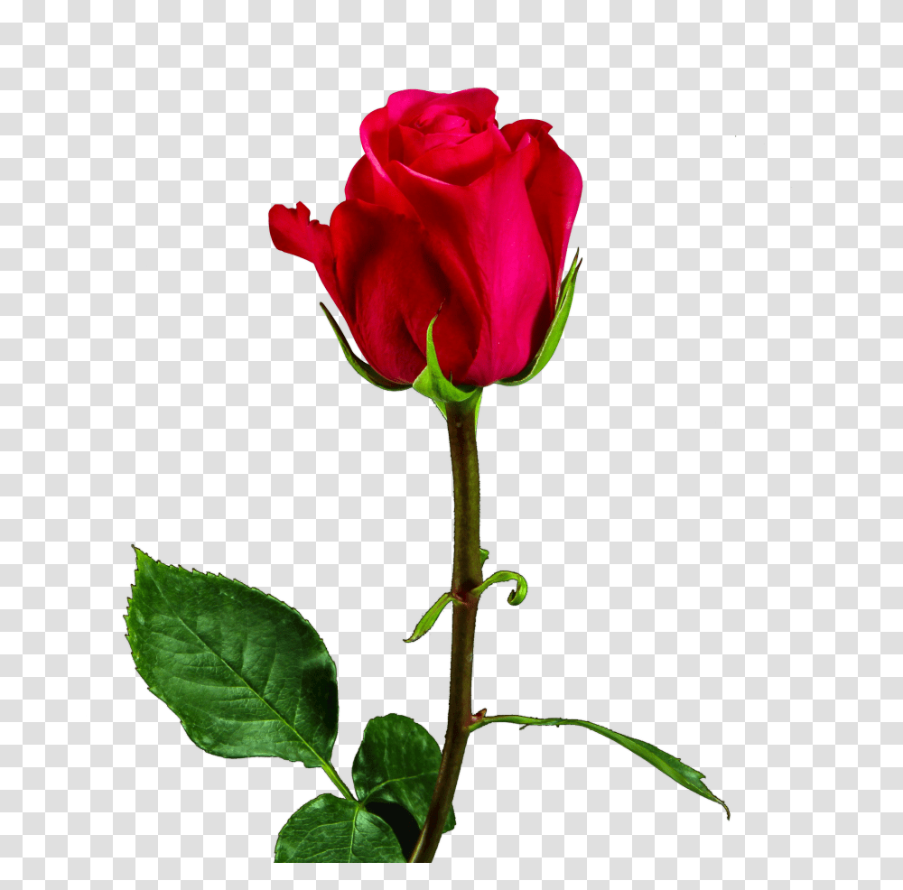 Valentine Day Red Rose Image Free Valentine Day Rose, Flower, Plant Transparent Png