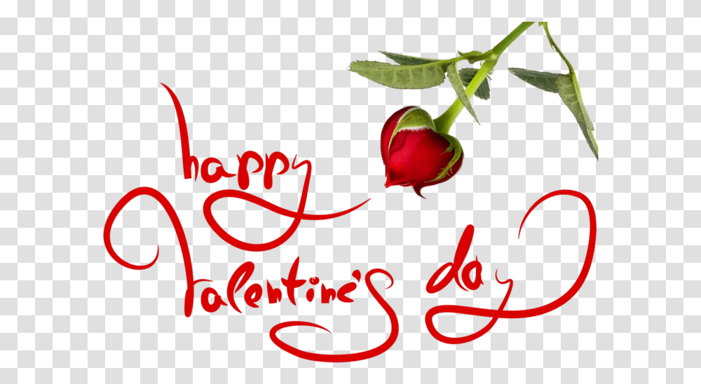Valentine Roos, Rose, Flower, Plant Transparent Png