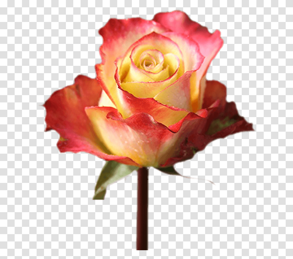 Valentine's Day Fundrasing With Flowers Single Roses Floribunda, Plant, Blossom, Petal Transparent Png