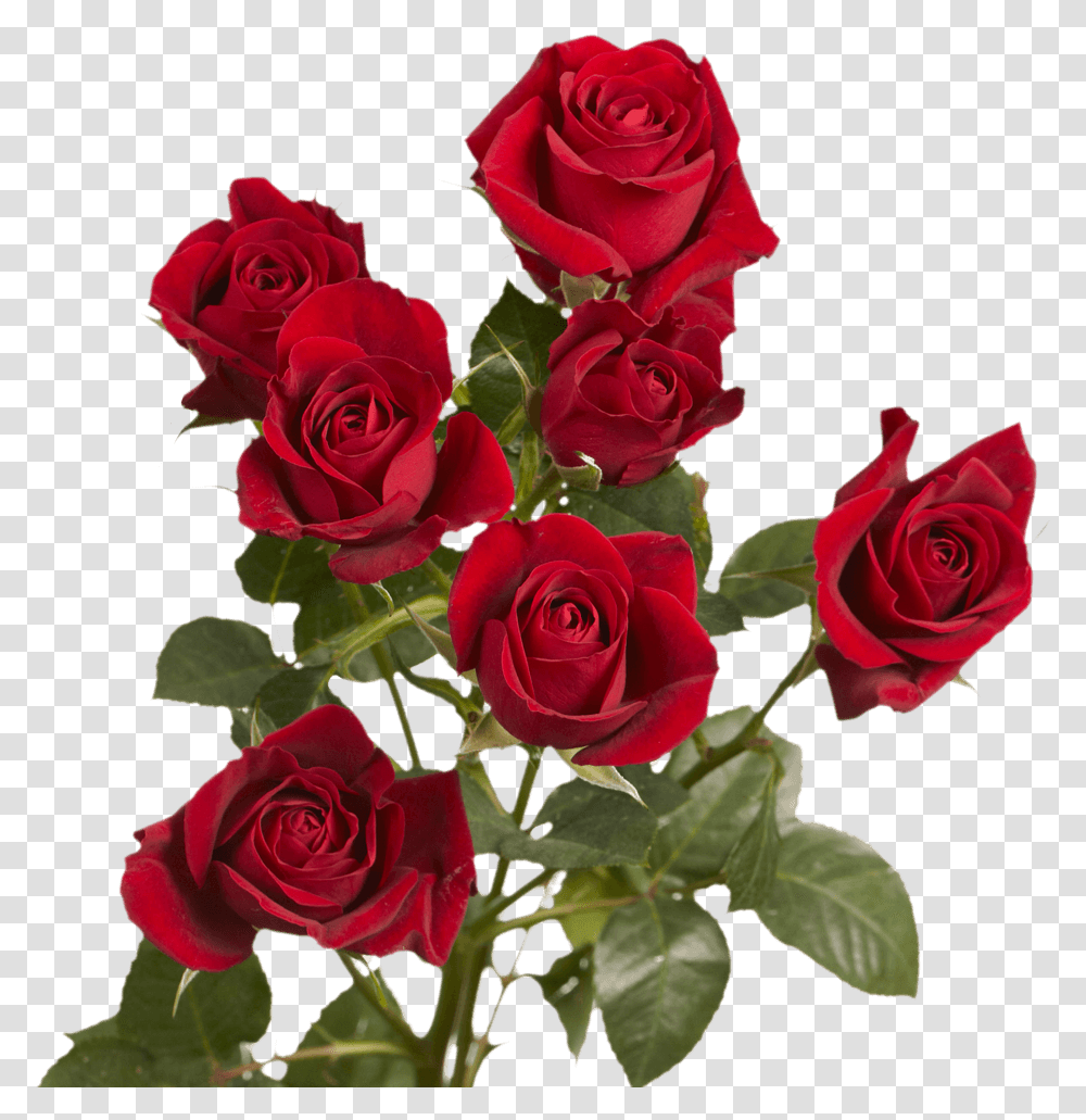 Valentine's Day Red Spray Roses Delivery Floribunda, Flower, Plant, Blossom, Flower Bouquet Transparent Png