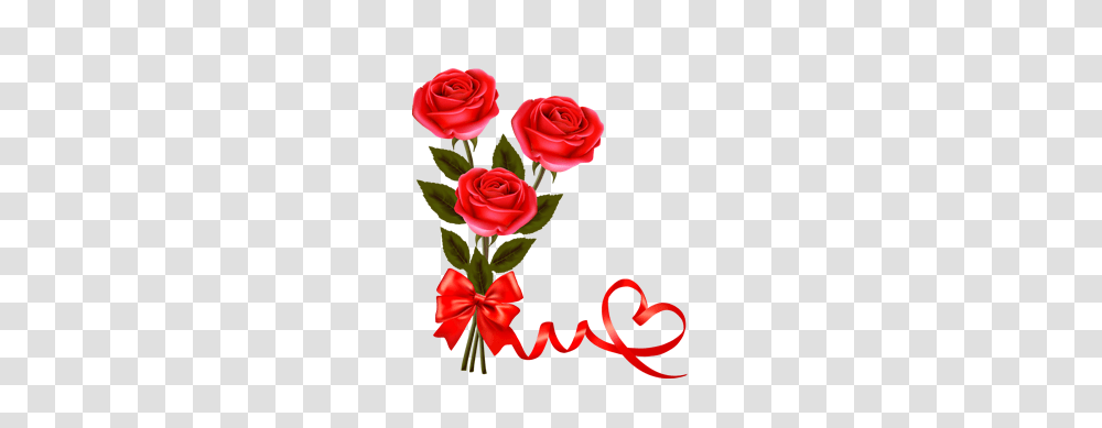 Valentine Single Roses Image, Plant, Flower, Blossom, Flower Bouquet Transparent Png