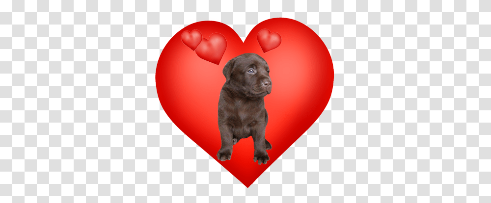 Valentines Day Hearts Valentine Graphics Companion Dog, Canine, Mammal, Animal, Ball Transparent Png
