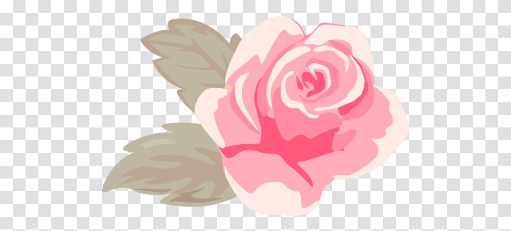Valentines Day Pink Rose Petal For Girly, Plant, Flower, Blossom, Carnation Transparent Png