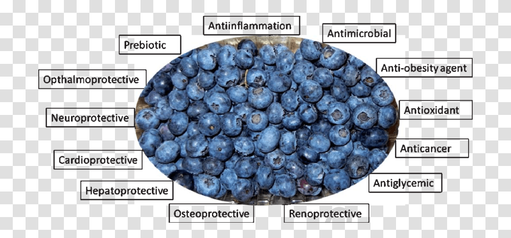 Validated Ameliorative Properties Of Blueberry Download Juniper Berry, Fruit, Plant, Food, Rug Transparent Png