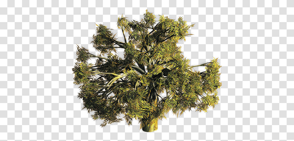 Valley Without Wind To Be Beta Tree Clipart Top Conifer, Ornament, Pattern, Fractal, Plant Transparent Png