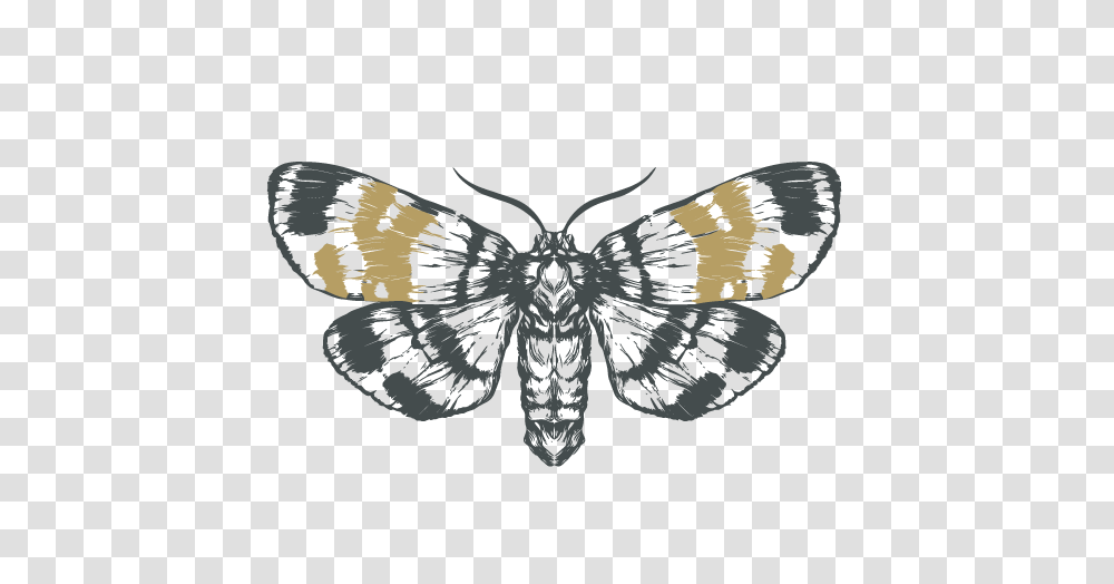 Valleys Pest Servicessketch Moth, Insect, Invertebrate, Animal, Wasp Transparent Png
