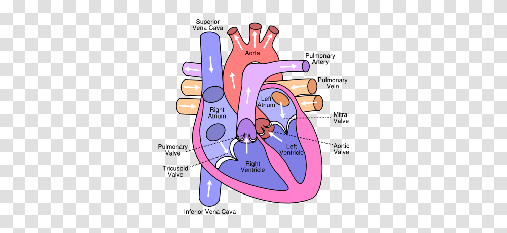 Valvular Heart Disease Clip Art Cliparts, Diagram, Plot, Hand Transparent Png