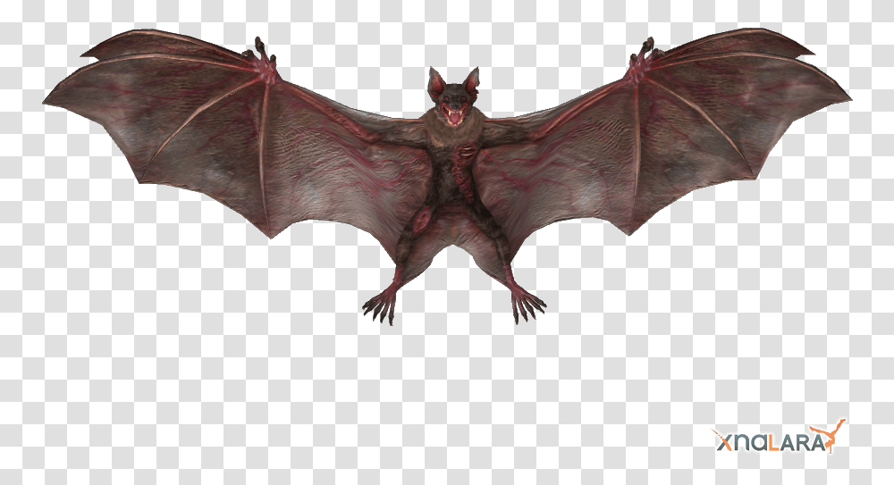 Vampire Bat, Animal, Mammal, Wildlife, Horse Transparent Png