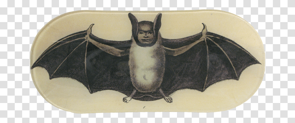 Vampire Bat, Animal, Penguin, Bird, Turtle Transparent Png