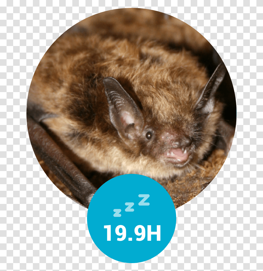 Vampire Eyes Little Brown Myotis Bc, Animal, Wildlife, Mammal, Bat Transparent Png